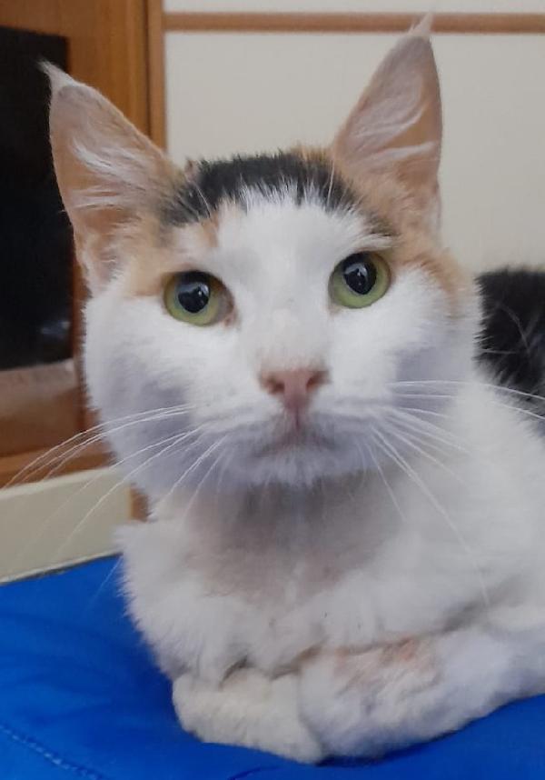 Alba, Dolcissima Gattina Tricolore